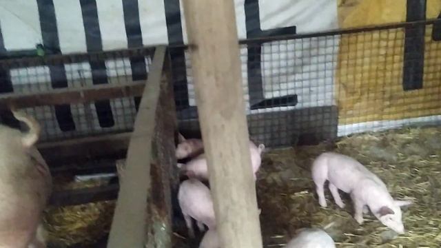Купил поросят по 2400 грн. Средний вес 9 кг. Им 1 месяц и неделя ❗ смотреть онлайн