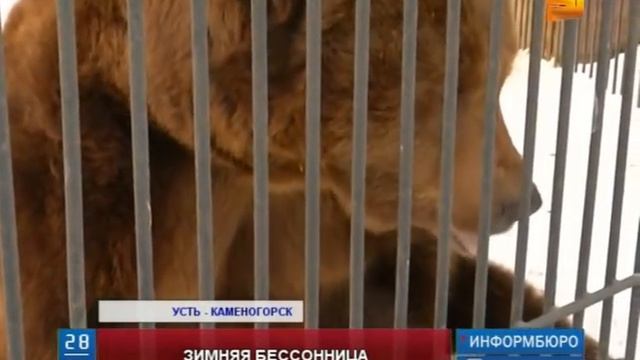 В Усть-Каменогорском зоопарке бодрствуют медведи смотреть онлайн