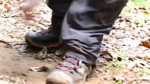 УКУС МУРАВЬЯ ЛИСТОРЕЗА / Койот Питерсон на русском