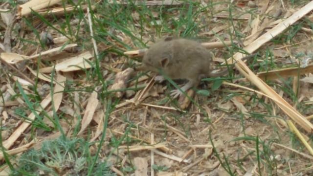 Самый маленький мышонок смотреть онлайн