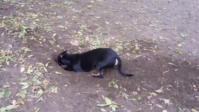 Такса Фрида роет ямку смотреть онлайн