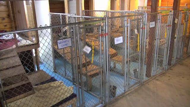 Arena Kennels Tom Haley Megan Jade cleaning duties 7182018 смотреть онлайн
