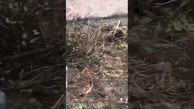 Кусок облицовочного кирпича упал на стоящую внизу машину.