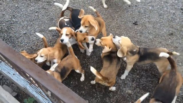 Бигли "Сказки Сибири" Beagles смотреть онлайн