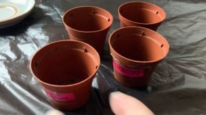 БАЛЬЗАМИН комнатный: выращиваем из семян