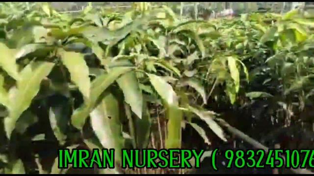 5 TO 6 FEET MANGO PLANT || IMRAN NURSERY || KOLKATA || NORTH 24 PARGANAS смотреть онлайн