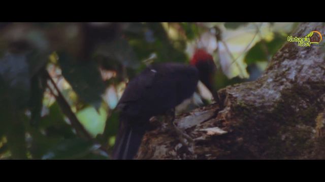 Natures Nest: Hinterland of Goa смотреть онлайн