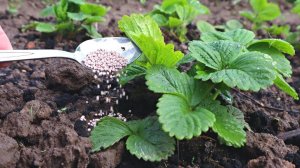 Первая подкормка клубники весной в апреле для большого урожая крупной сладкой годы.