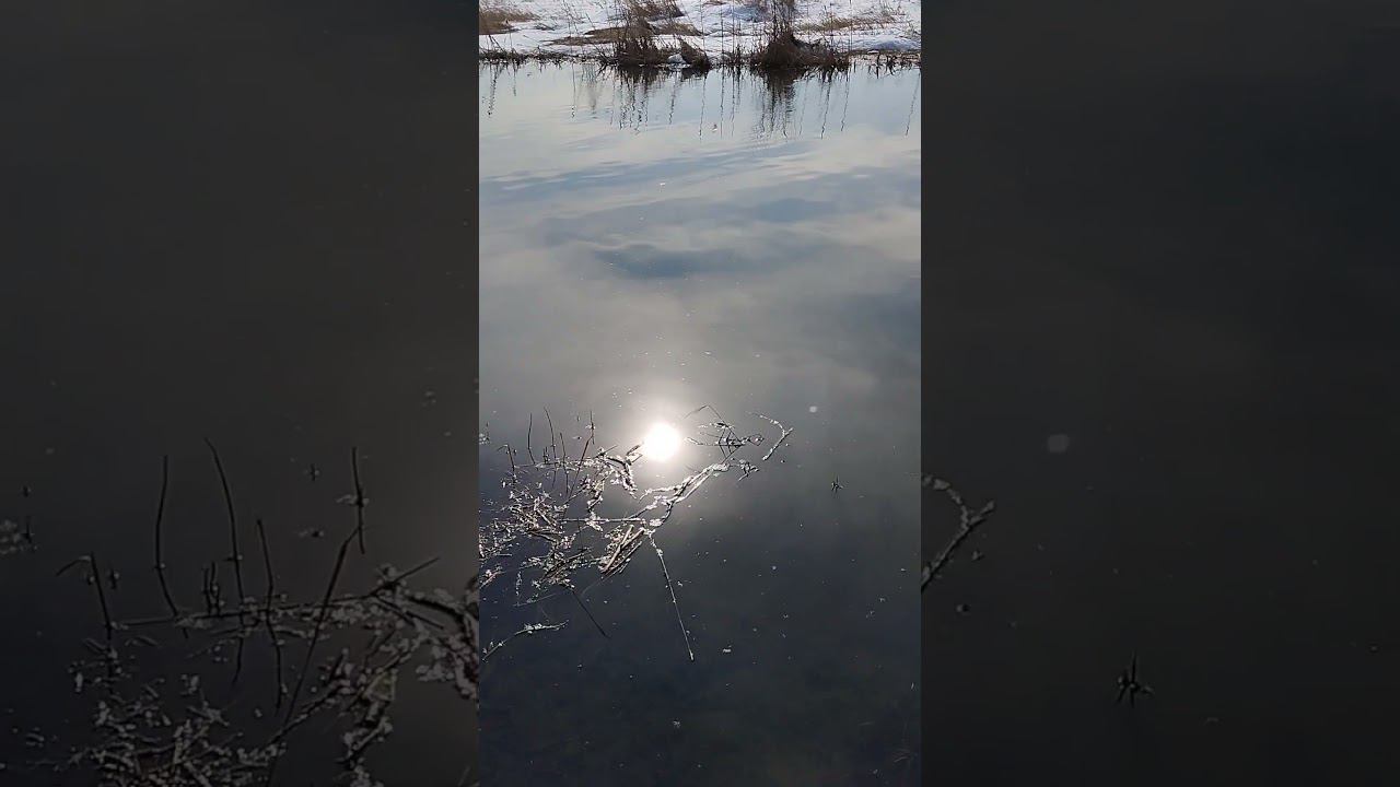 Рыбалка на спиннинг на городской реке. #shortvideo #рыбалка #fishingvideo смотреть онлайн
