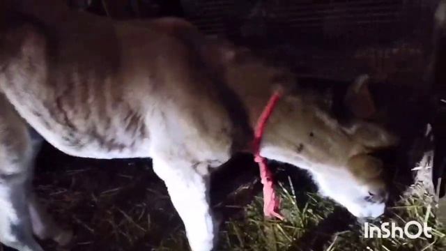 ЛОШАДИ/ НАША КОБЫЛА МАРУСЯ ОЖЕРЕБИЛАСЬ! смотреть онлайн