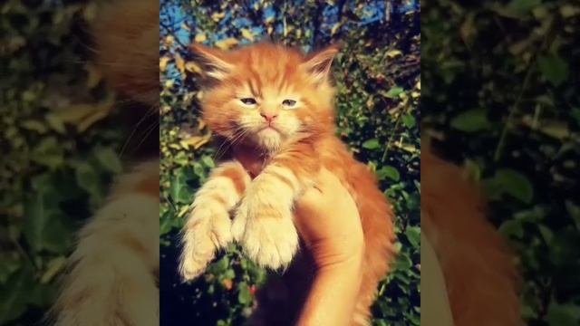 Мейн кун полидакт смотреть онлайн