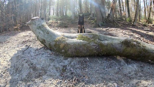 [4K] Altdeutscher Schäferhund #2 A day in Django's Life - Hundeschule I Isar Hundemeile смотреть онлайн