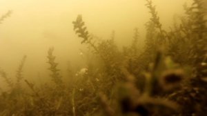 Убийца карася Поклёвка карася Подводные съёмки Рыбалка на убийцу карася