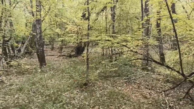 Осенний сезон открыт. Зонтики, печеночница и многое другое смотреть онлайн