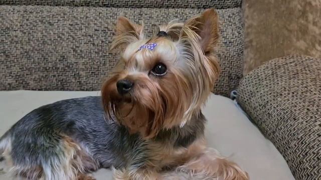 Запорожье. Обстановка на 27. 08. 2022 ( Бессонна ночь )