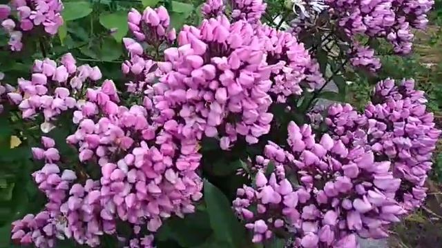 флокс Бутоник смотреть онлайн