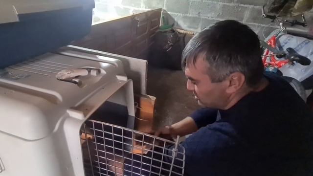 Котята брошенные хозяевами на обочину/Малышки готовятся к новой жизни смотреть онлайн