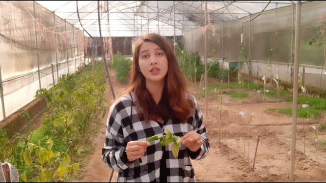 Tomato diseases🍅|| Leaf curl virus||Mosaic virus|| Early blight & Septoria blight|| Pratibha Sharma смотреть онлайн