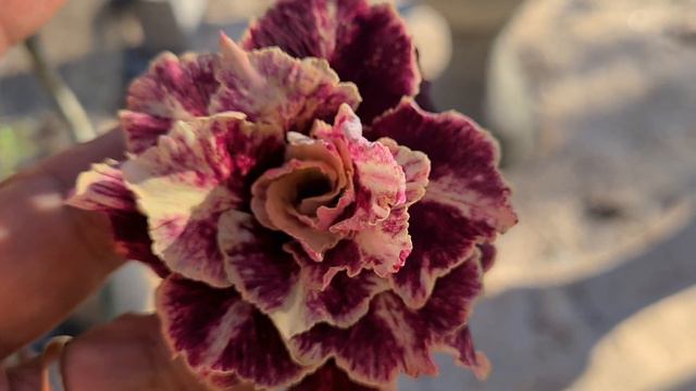 ROSA DO DESERTO - GOLDEN FAITH (ADENIUM) смотреть онлайн