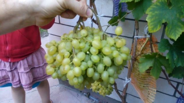 Виноград Алешенькин. смотреть онлайн