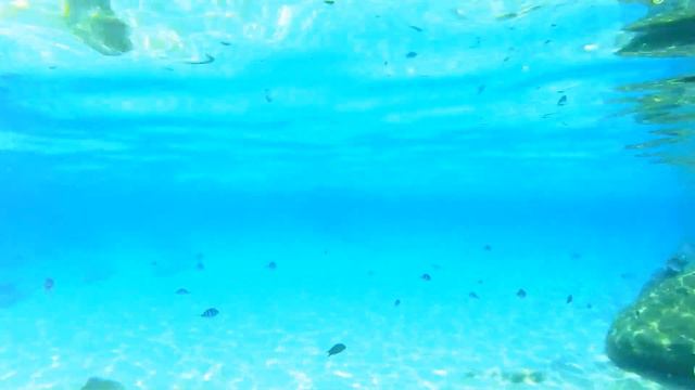 Малайзия Обезьяна Виды под водой смотреть онлайн