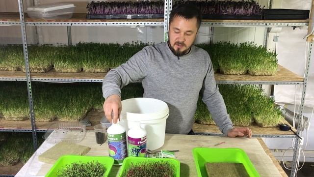Мангольд (Свекла). Какая плотность посадки? Нужно ли замачивать? смотреть онлайн