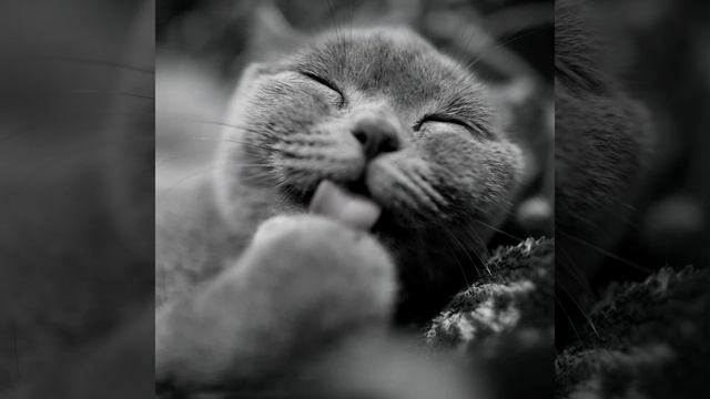 Groovy Lazy Cat Days смотреть онлайн