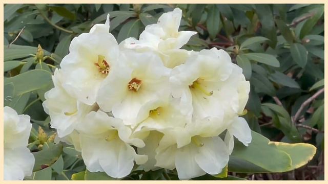 Azalea and Rhododendron 5-4-2022 смотреть онлайн