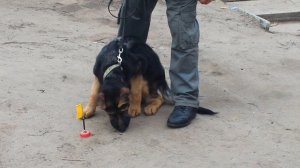 Обучение собак следовая работа начальный этап  2 часть