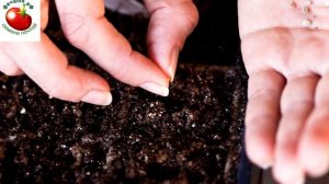 Почему я никогда не поливаю семена после посев