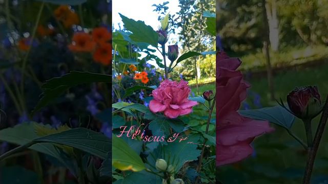 #nature #beautifulday #garden #flower #hibiscus смотреть онлайн