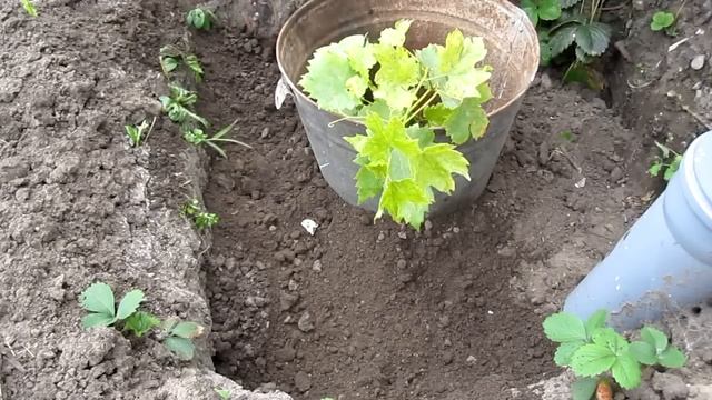 Виноградарство.Когда сажать виноград. Как сажать виноград.Посадка винограда осенью.Секреты посадки смотреть онлайн