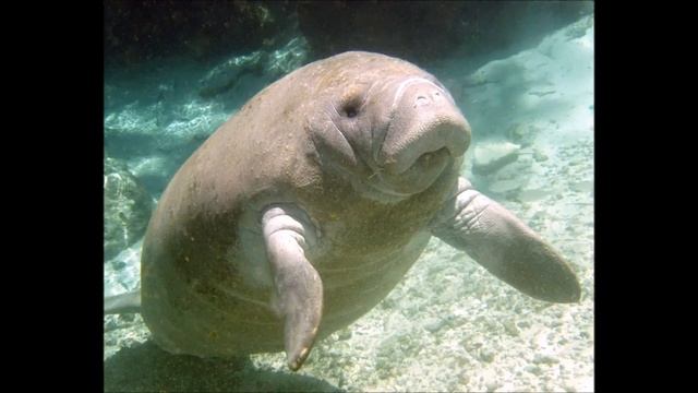 All Manatee & Dugong Species - Species List смотреть онлайн