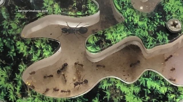 Наши муравьишки / Как я восстановила колонию! смотреть онлайн