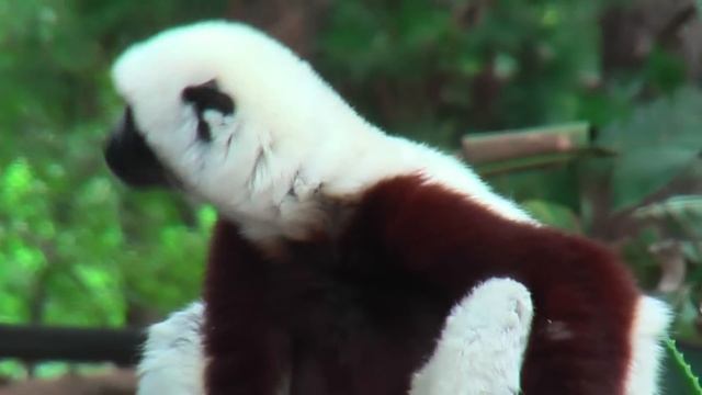 Coquerel's Sifaka, (Propithecus coquereli) смотреть онлайн