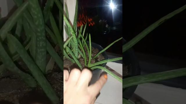 Алоэ вера от насморка. смотреть онлайн