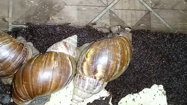 Улиточки Ахатины спят дружно в ряд) смотреть онлайн