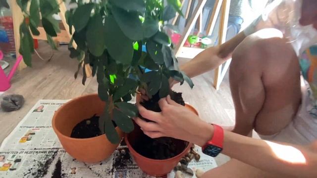ШЕФЛЕРА\пересадка смотреть онлайн