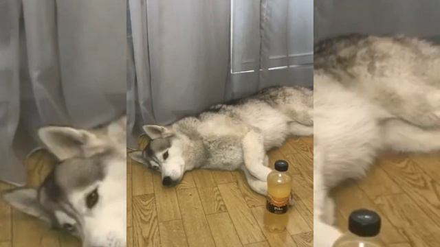 HUSKY Ханна думает что выпить 🤣🤣🤣🤣 смотреть онлайн