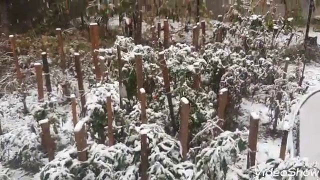 Снегопад, снегопад! Мой огород в начале ноября смотреть онлайн