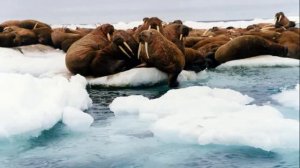 Природа Чукотки