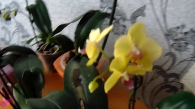 Домашнее цветение моих фаликов))))) смотреть онлайн