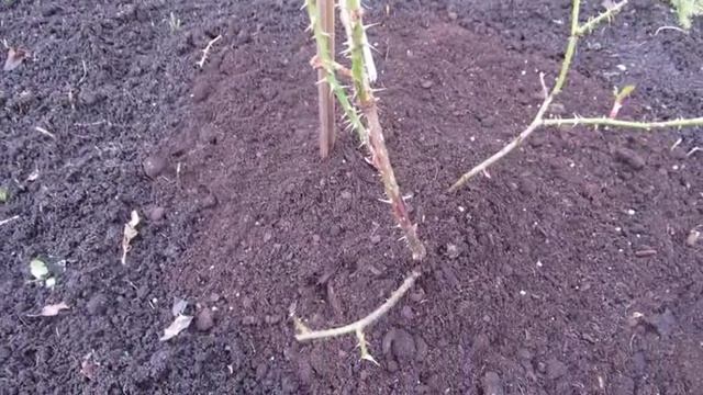 Наша дача.Весенний уход за розой, малиной, смородиной, луком и чесноком. смотреть онлайн