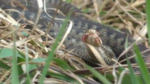 Змея против Ёжа! Смертельная схватка!18+ Что стало с ёжиком после 7 укусов ЗМЕИ!!