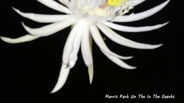 Epiphyllum strictum in full night bloom! смотреть онлайн