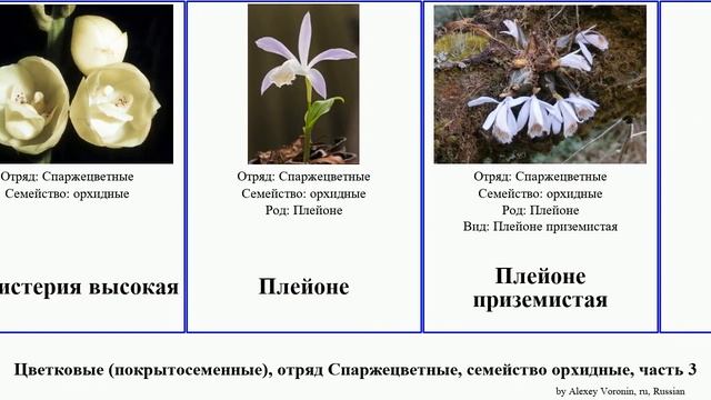 Цветковые (покрытосеменные), отряд Спаржецветные, семейство орхидные, часть 3 пафиопедилюм тайник смотреть онлайн