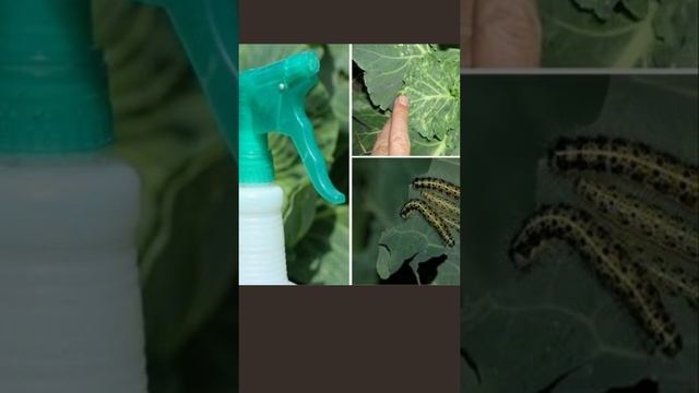 Простой способ избавиться от капустной гусеницы без химии! #shorts смотреть онлайн