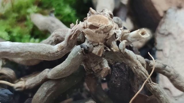 ЧУДО-НАСТОЙ В КОРНИ ОРХИДЕИ!! 200 МЛ НА ПОЛИВ ИЛИ ОПРЫСКИВАНИЕ! РЕЗУЛЬТАТ ???! КЛЕВЕР ДЛЯ ОРХИДЕЙ!! смотреть онлайн