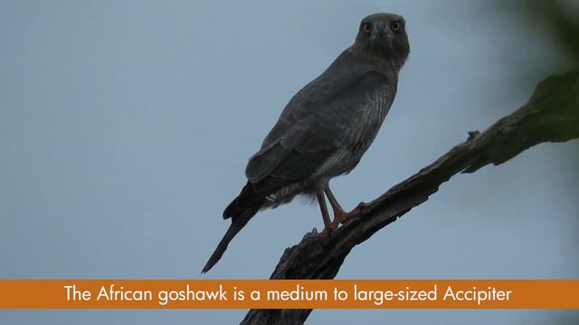 Birds of Prey | Learn how to identify them смотреть онлайн