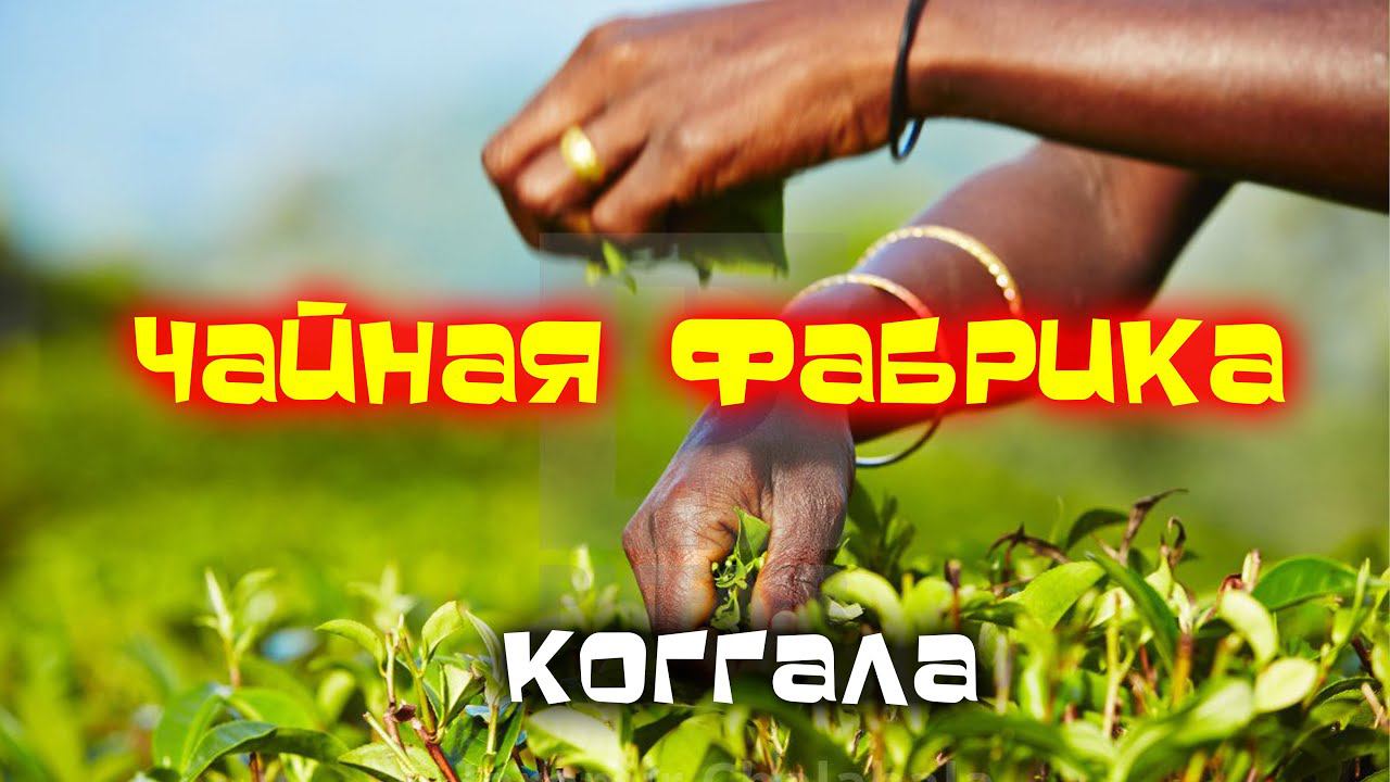 ТУРИСТ как средство наживы /Шри Ланка Коггала смотреть онлайн